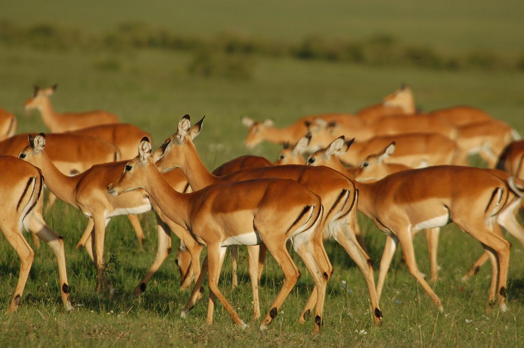 Mara Intrepids Tented Camp Talek Ngoại thất bức ảnh
