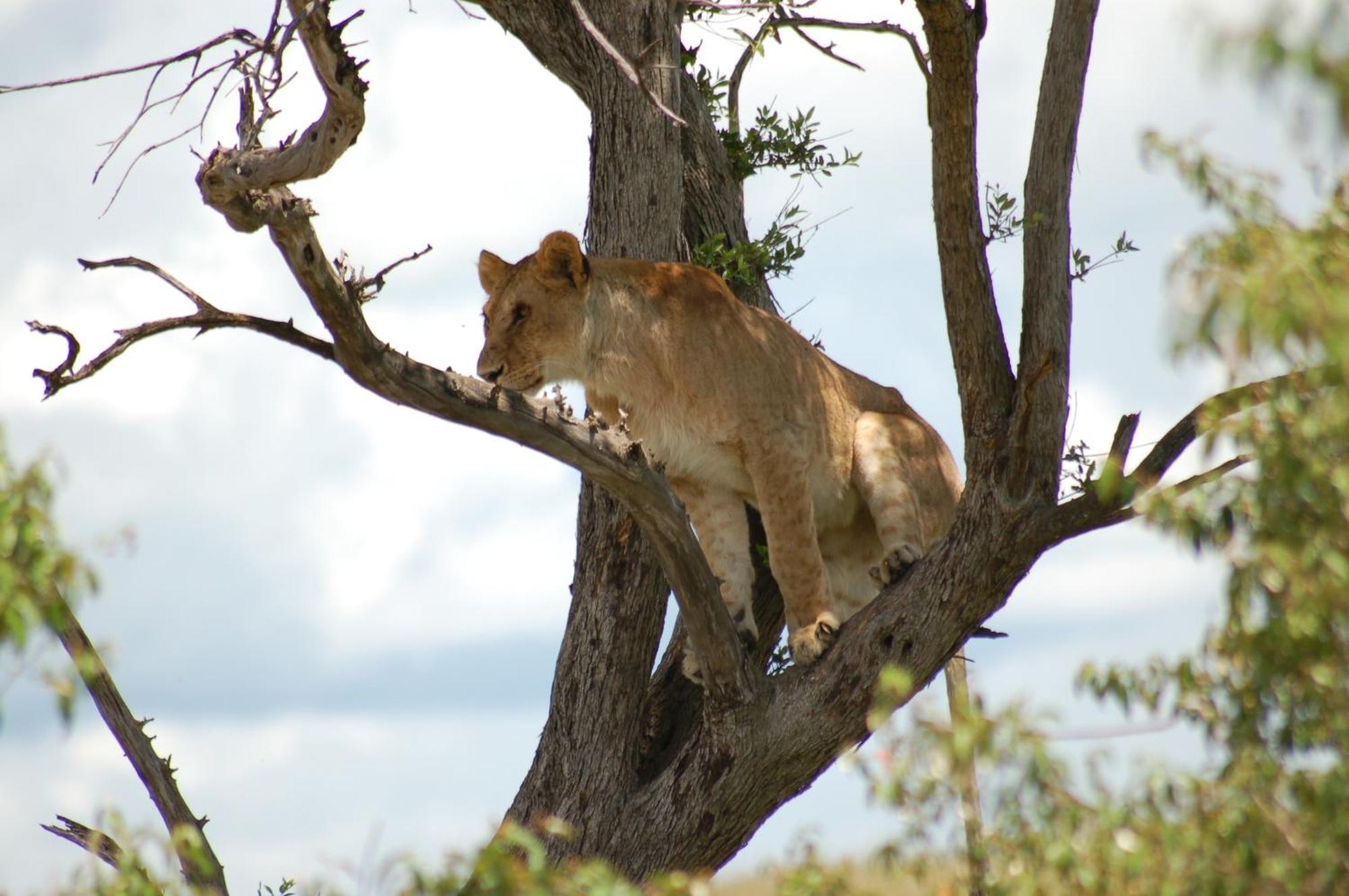 Mara Intrepids Tented Camp Talek Ngoại thất bức ảnh