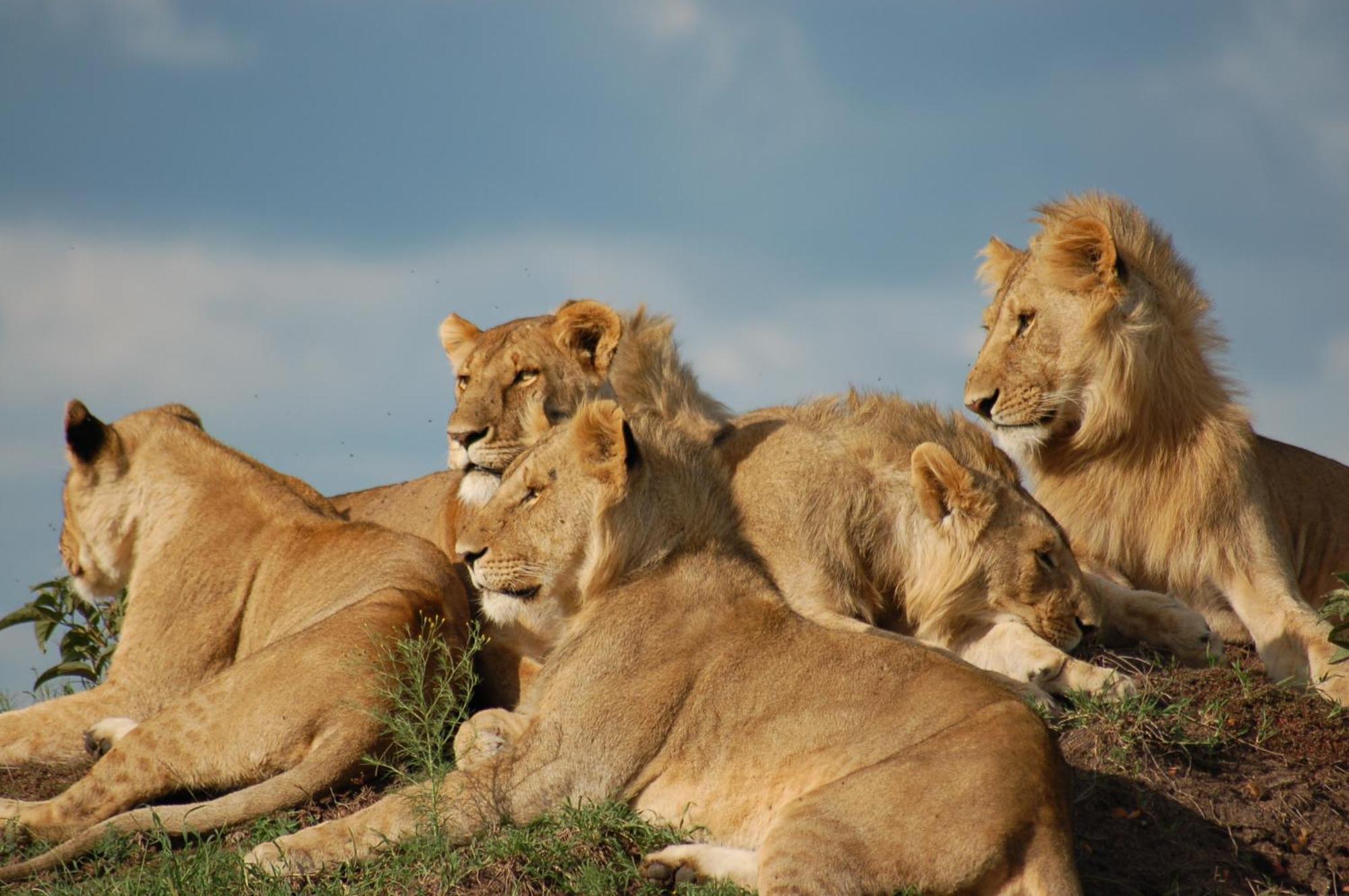 Mara Intrepids Tented Camp Talek Ngoại thất bức ảnh
